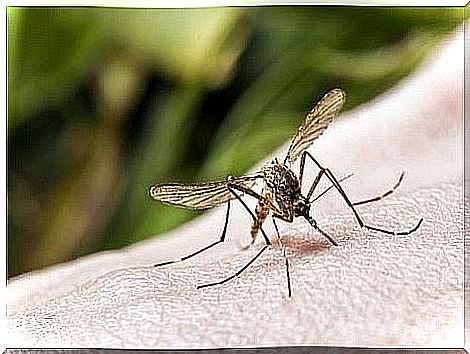 mosquito