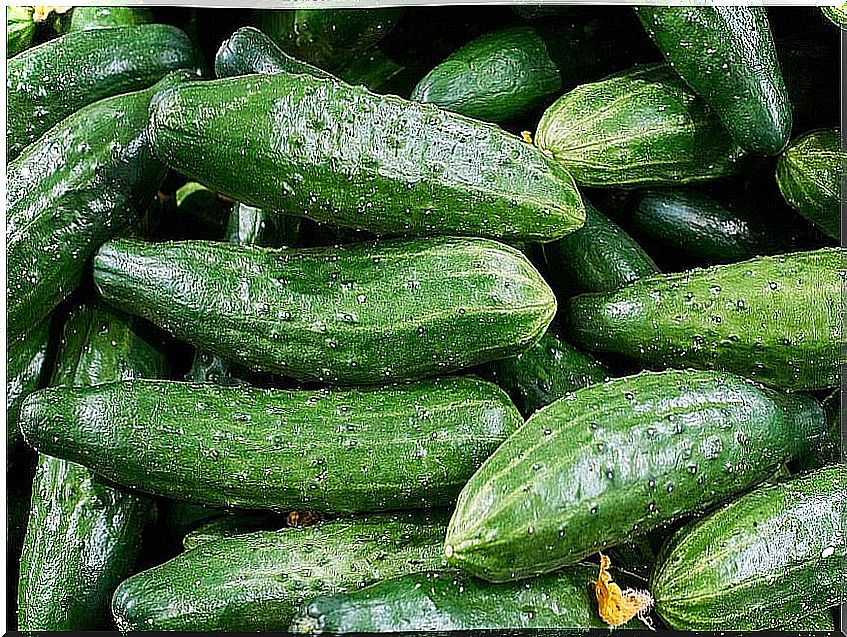 many green cucumbers