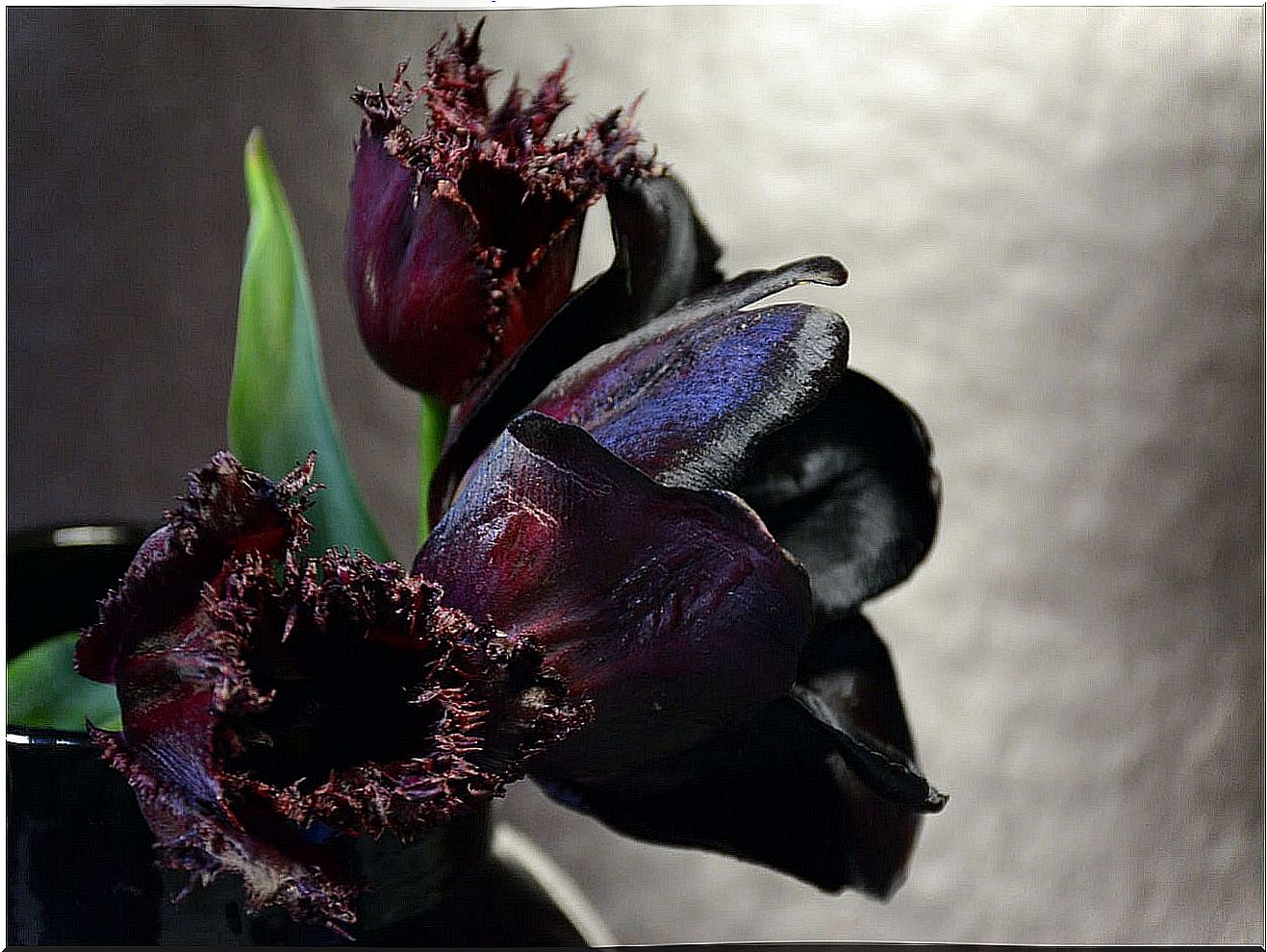 Tulip queen of night