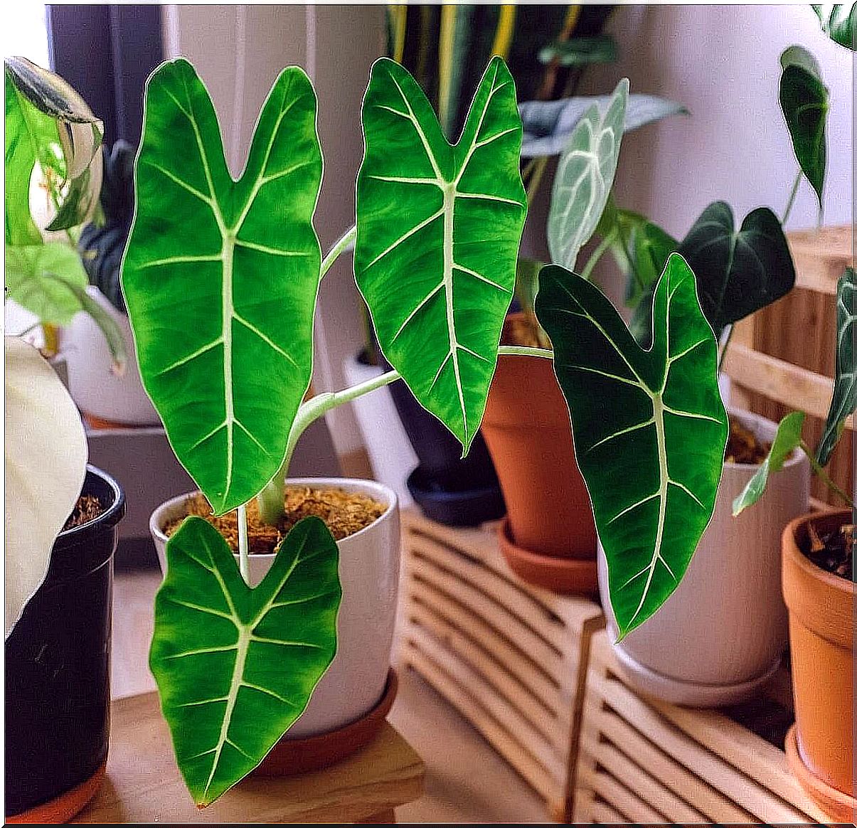 Alocasia