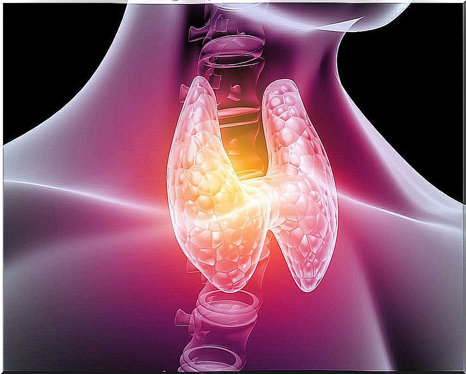 The thyroid gland.