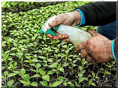 person spraying pesticide