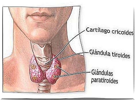 How to treat and improve the thyroid naturally