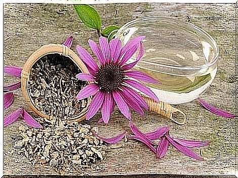 Echinacea