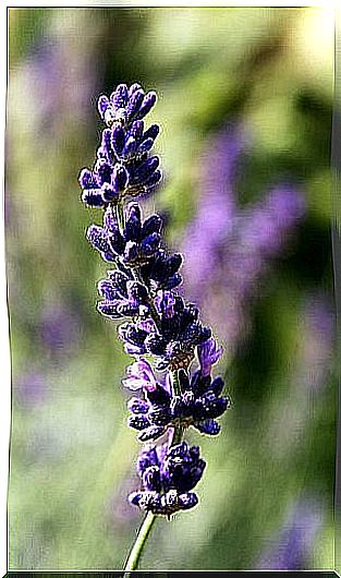 lavender for dry skin