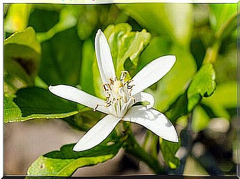 orange blossom water