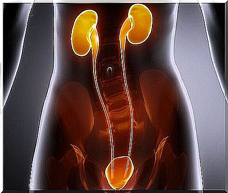 Kidneys in a woman's body.