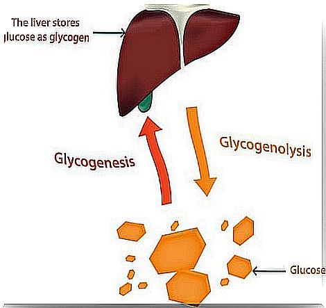 Regulation of glucose metabolism by the liver