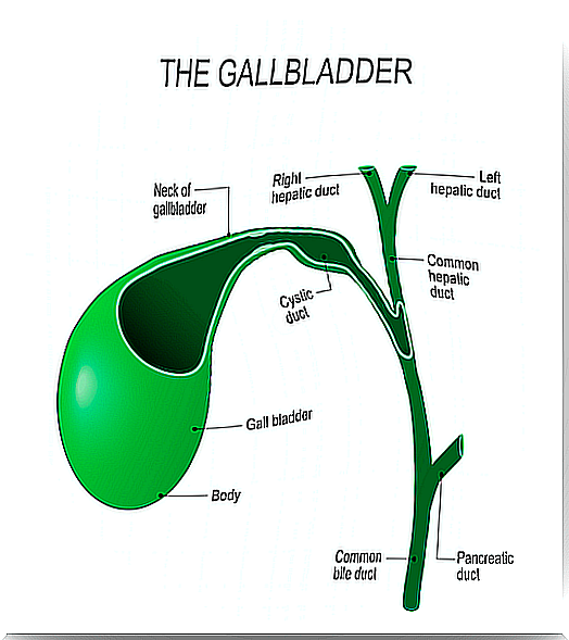 Gallbladder