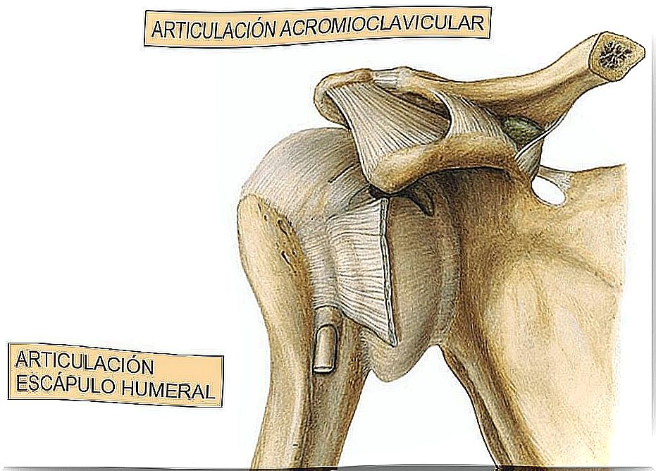 The shoulder joint a complex apparatus