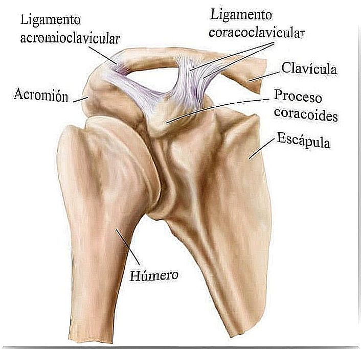 Shoulder stability