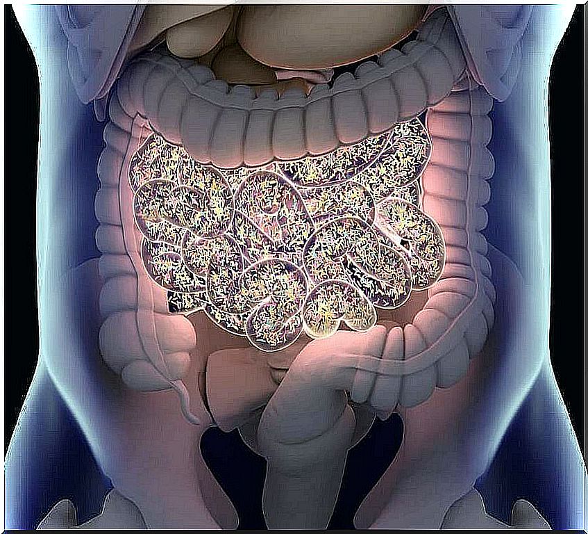 obesity microbiota