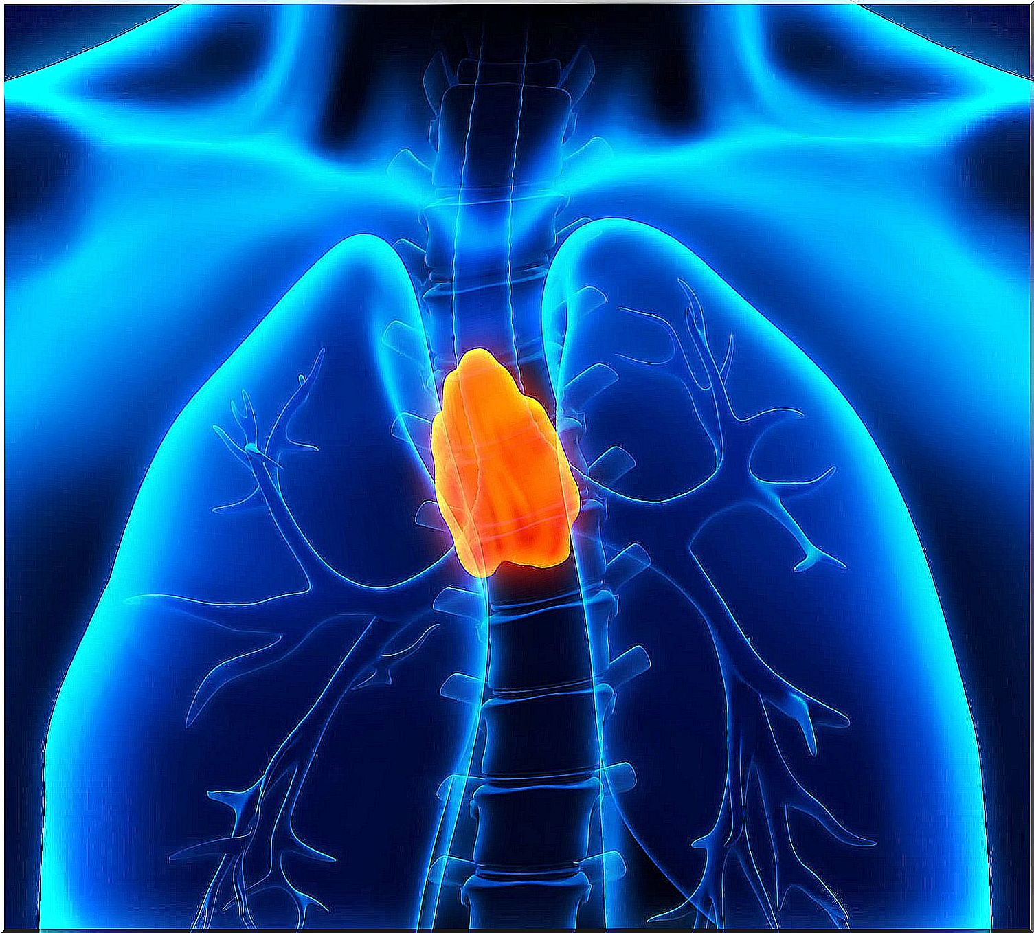 Thymus endocrine gland